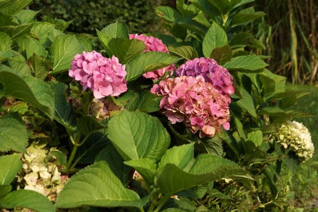 Hortensie Pflege Schneiden Vermehren Gartendialog De