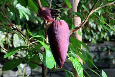 Bananenpflanze