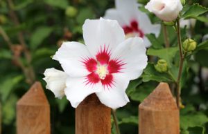 Hibiskus Pflege