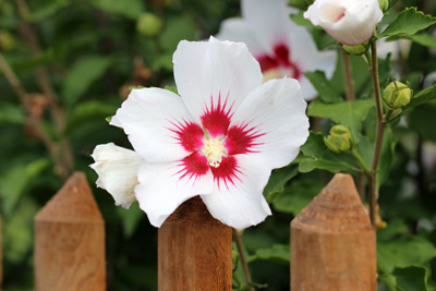 Hibiskus Pflege