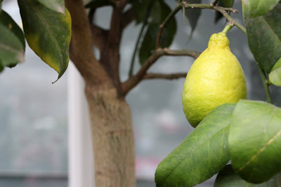 Zitronenbaum Citrus limon