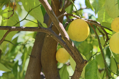 Zitronenbaum - Citrus limon Zitruspflanzen 