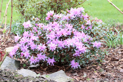 Rhododendron  immergrüne Sträucher