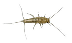 Silberfische Silberfische
