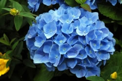 Hortensie Hortensie