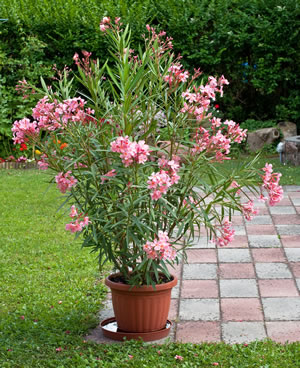 Oleander im Topf Oleander im Topf