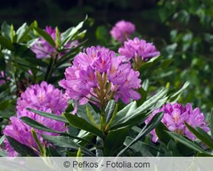 rhododendron