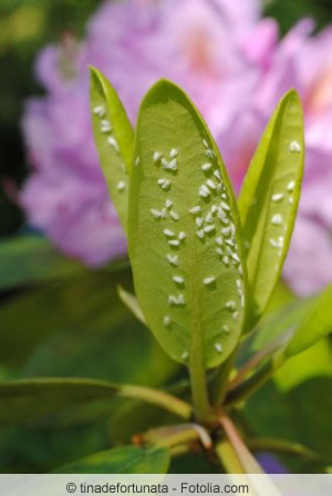 Läuse am Rhododendron