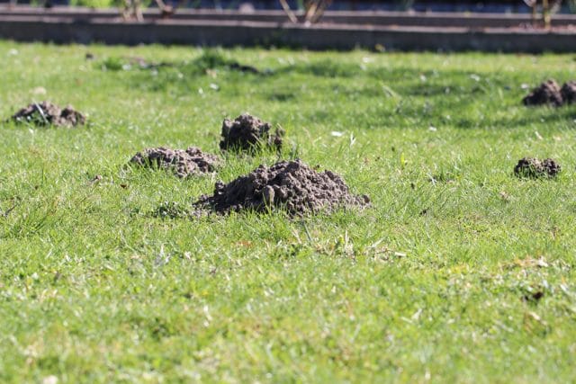 Maulwurfbekämpfung Hügel