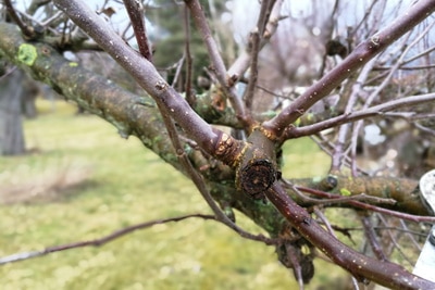 Obstbaum schneiden