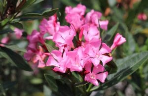 Oleander