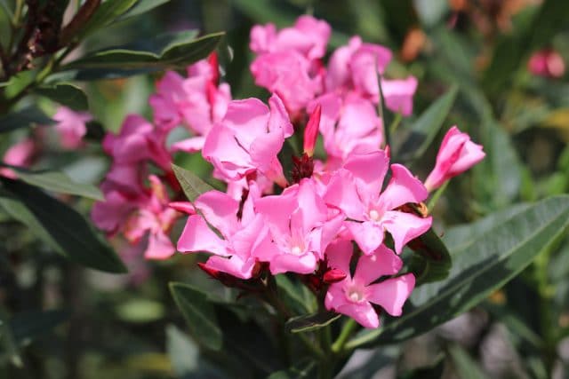 Oleander