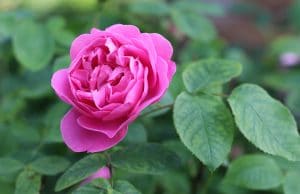Rosenpflege