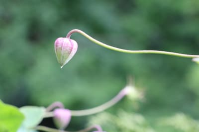 Clematis