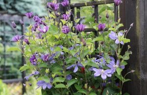 Clematis