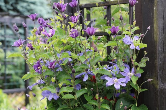 Clematis