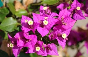 Bougainvillea