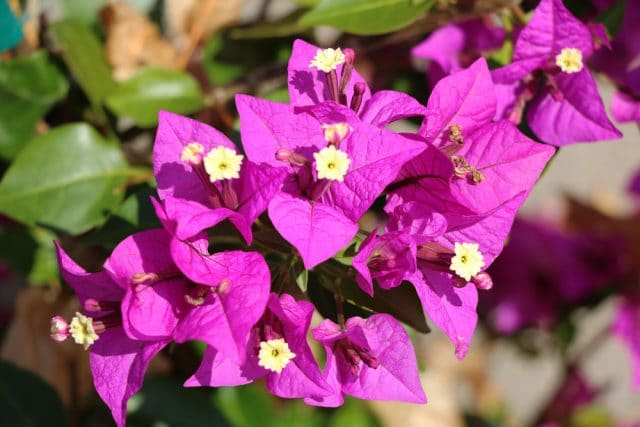 Bougainvillea