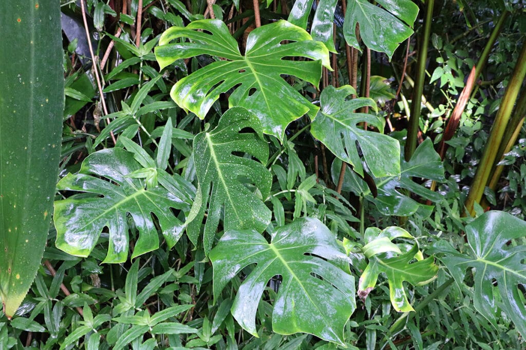 Fensterblatt, Monstera