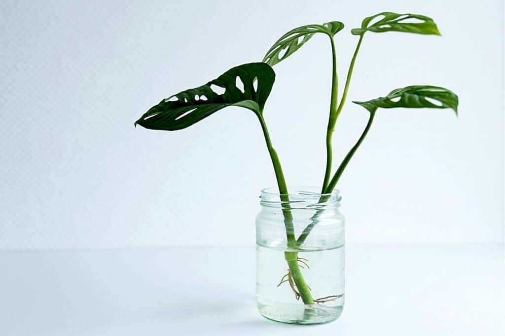 Monstera vermehren