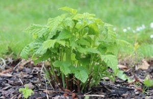 Himbeeren anbauen