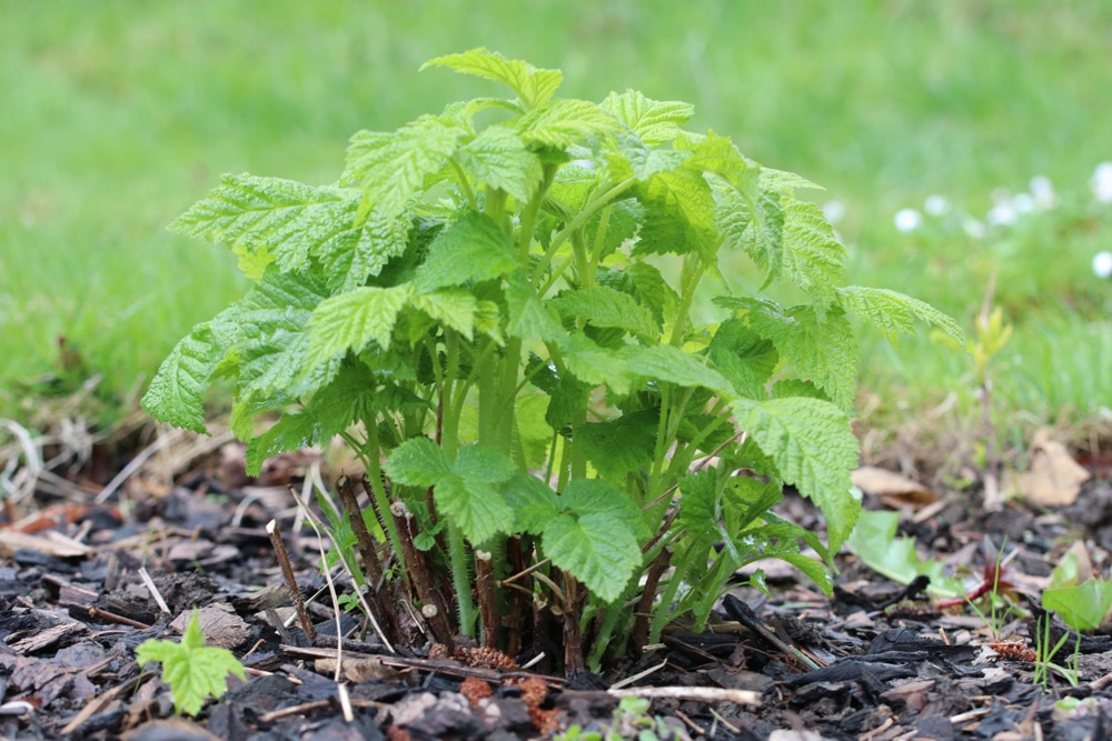 Himbeeren anbauen