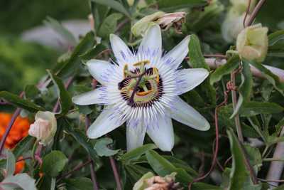 Passionsblume Pflege Uberwintern Passiflora Gartendialog De