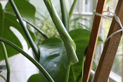 Fensterblatt Monstera