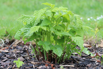 Himbeeren Rubus idaeus