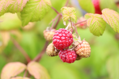 Himbeeren Rubus idaeus