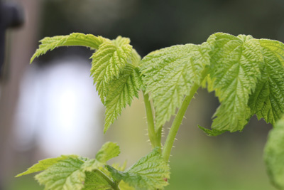 Rubus idaeus