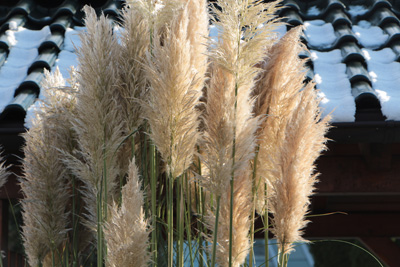 Cortaderia Selloana