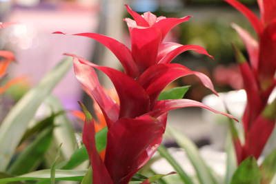 Bromelien