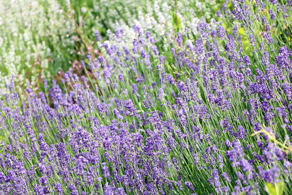 Lavendel