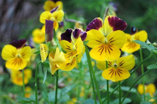 Stiefmutterchen Pflanzen Und Pflege Gartendialog De