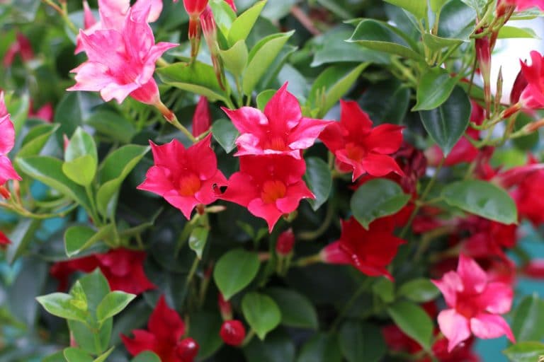 pflanze mit verschiedenfarbigen blüten