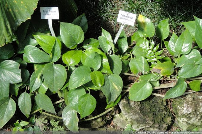 efeutute-epipremnum-aureum-wiki Efeutute
