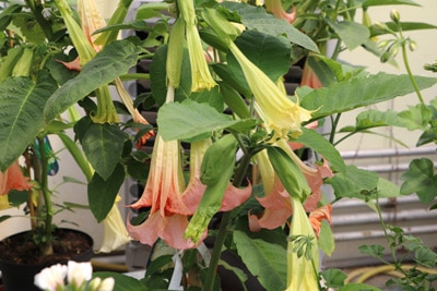 Brugmansia Nachtschattengewächs