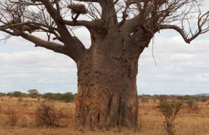 Affenbrotbaum Baobab