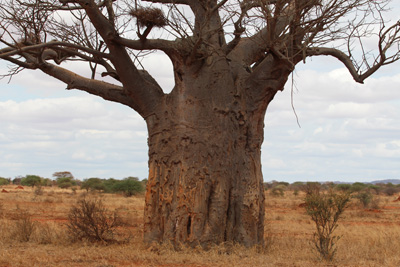 Affenbrotbaum Baobab