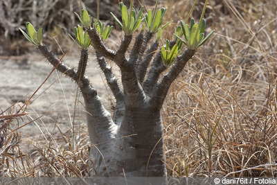 Affenbrotbaum Baobab