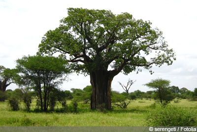 Affenbrotbaum Baobab