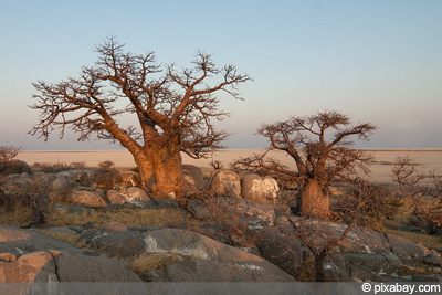 Affenbrotbaum Baobab