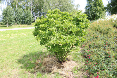 Magnolie Magnolienbaum Pflege Schneiden Tulpen Magnolie Gartendialog De