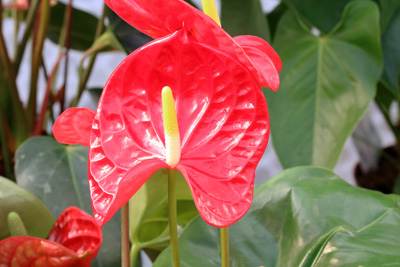 Anthurie Flamingoblume Anthurium andreanum