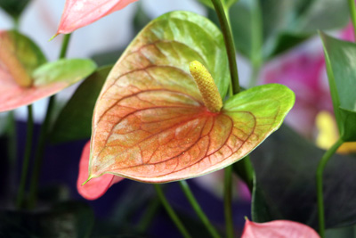 Anthurie Flamingoblume Anthurium andreanum