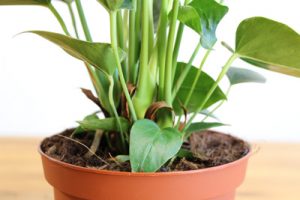 Anthurie - Pflege & Vermehrung der Flamingoblume - Gartendialog.de