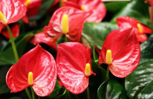 Anthurie - Flamingoblume - Anthurium andreanum