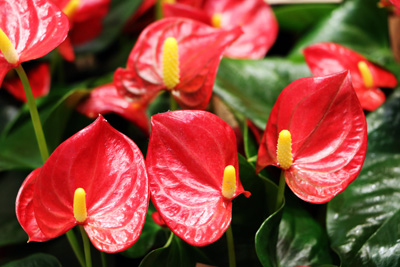 Anthurie - Flamingoblume - Anthurium andreanum