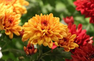 Chrysantheme - Chrysanthemum